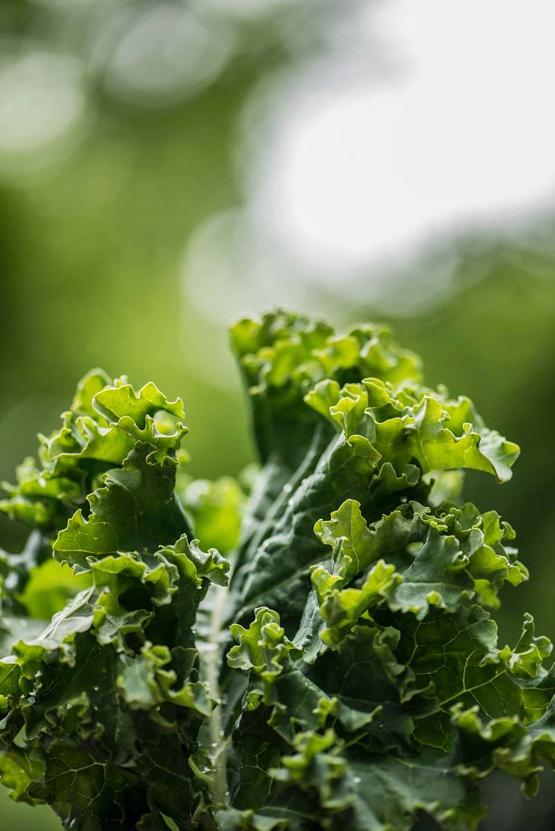 plant green plant on selective focus photography kale