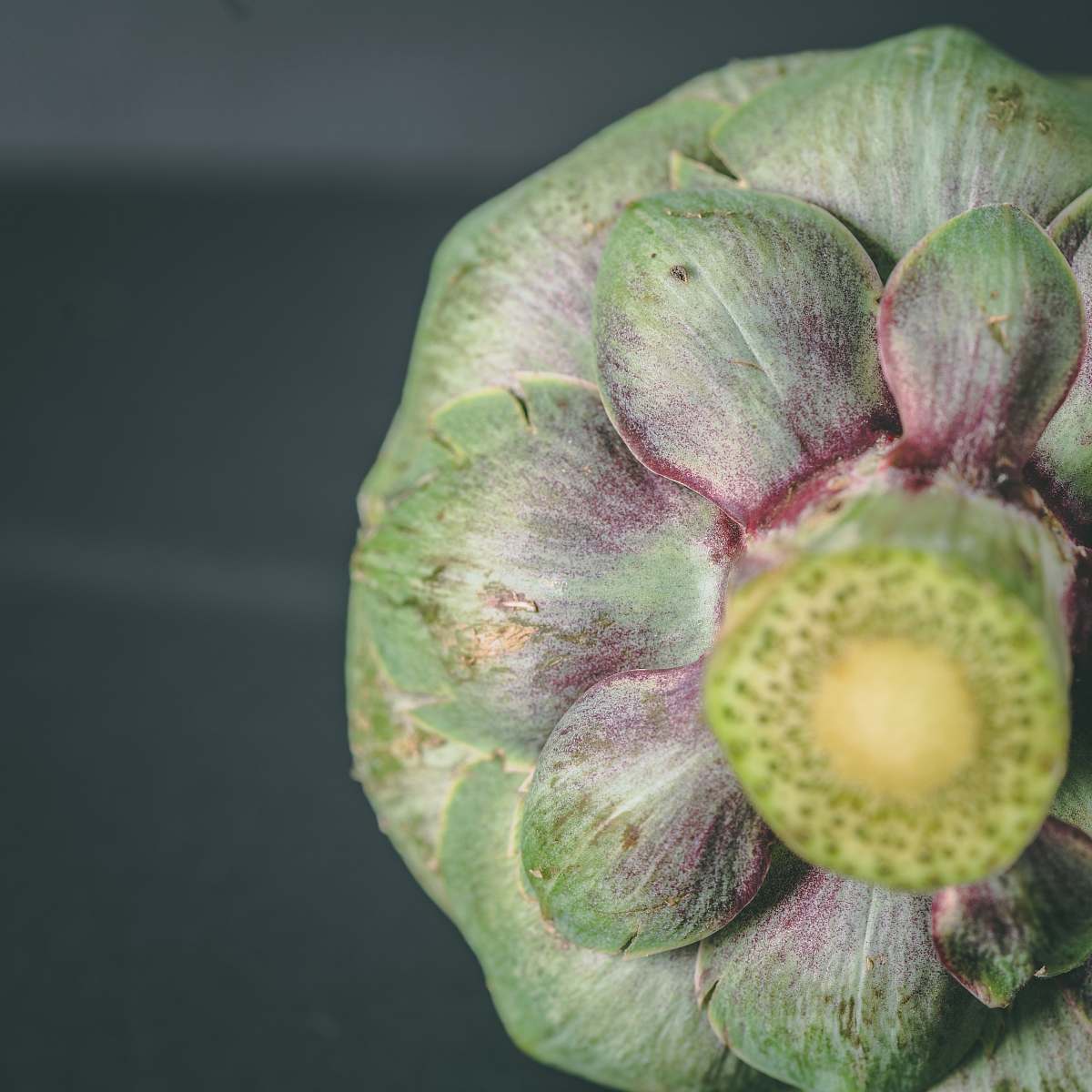 plant green succulent plant produce