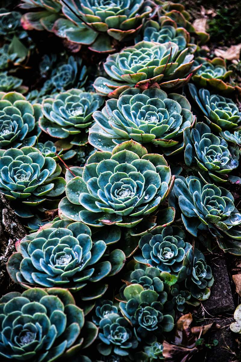 vegetable green succulent plant cabbage