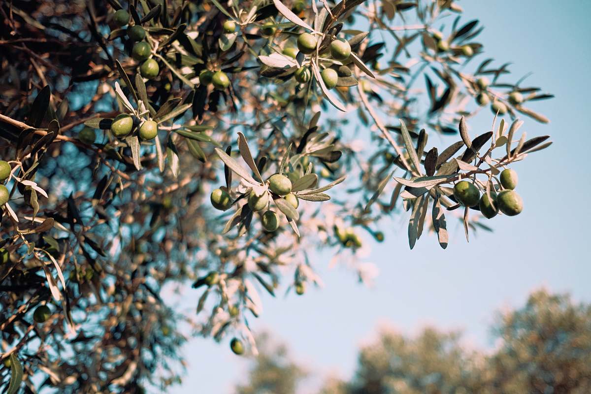 plant green tree with fruits grain