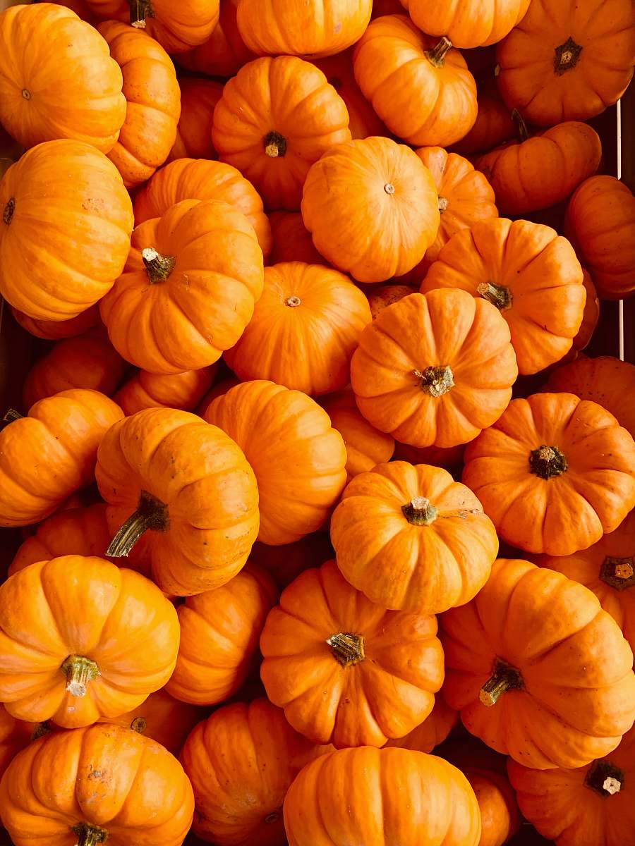 plant ile of orange pumpkins vegetable