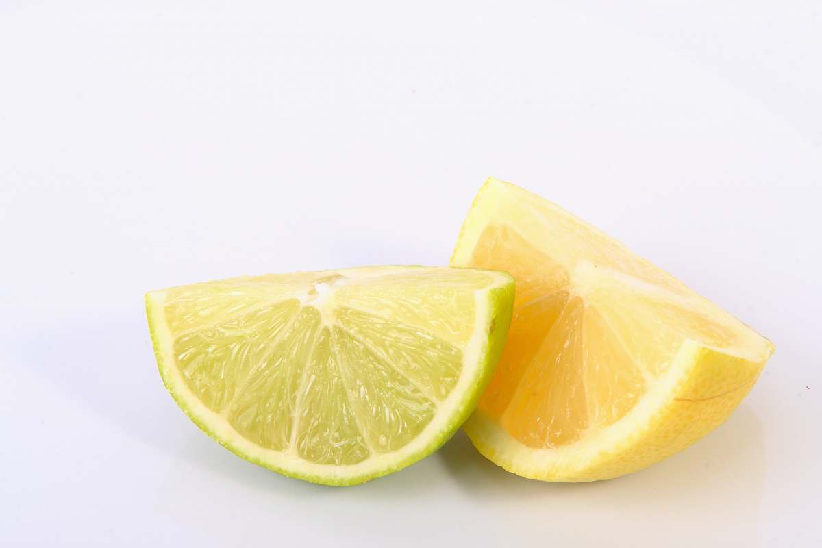 plant lime and lemon slices fruit