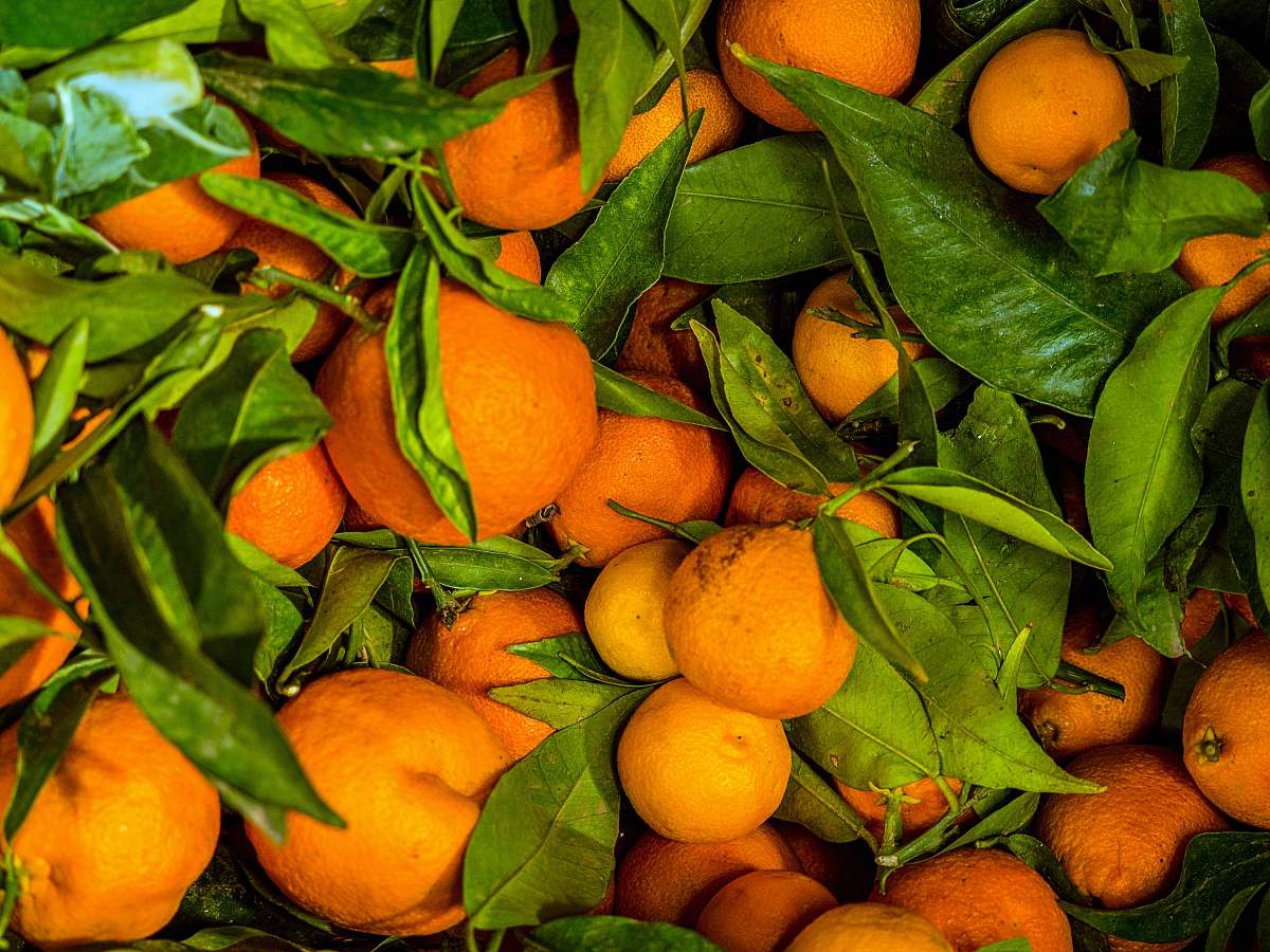 orange lot of orange fruit fruit