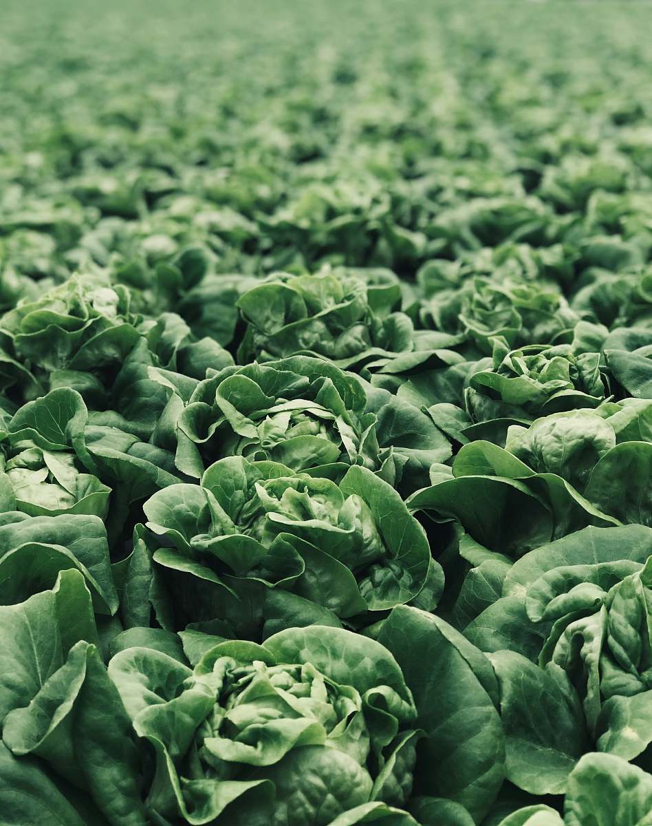 vegetable macro photography of green plants flora