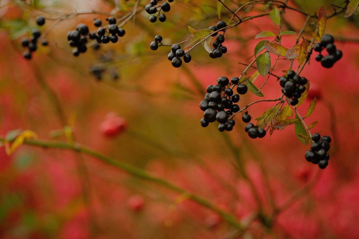fruit macro photography of round black fruits blueberry