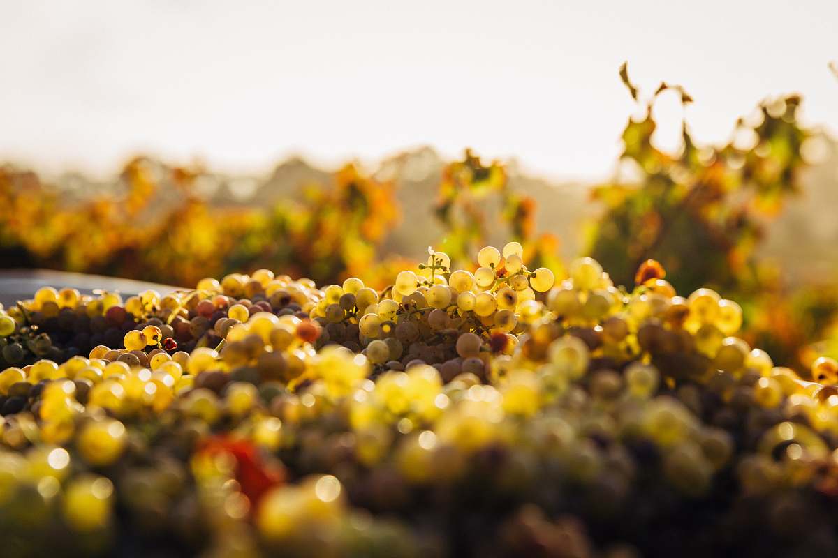grapes macro shot of seaweeds wine