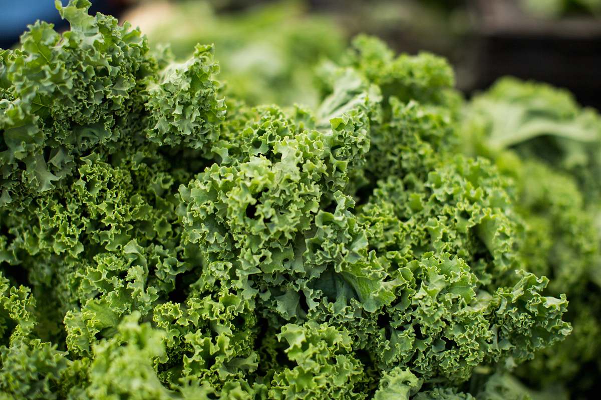 vegetable macro shot photography of lettuce kale