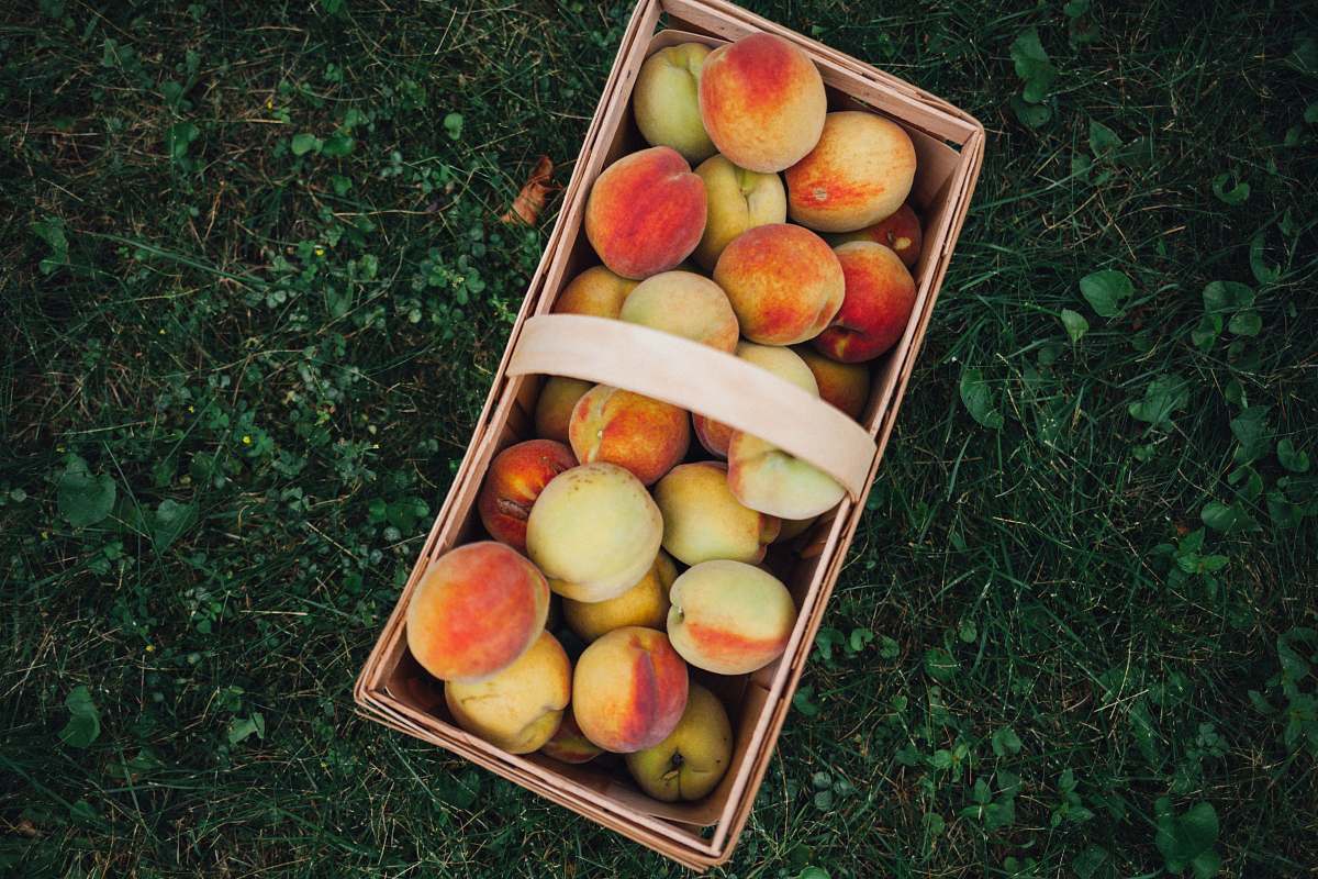 fruit nectarines in brown basket plant