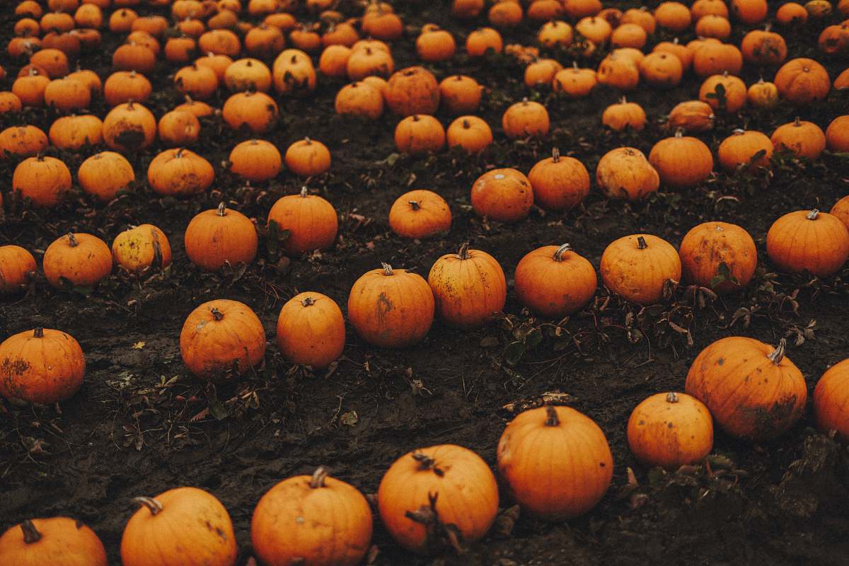 pumpkin orange and orange pumpkin lot plant