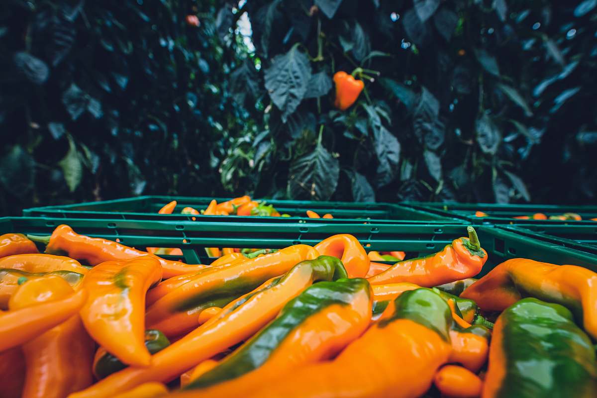 animal orange carrots lobster