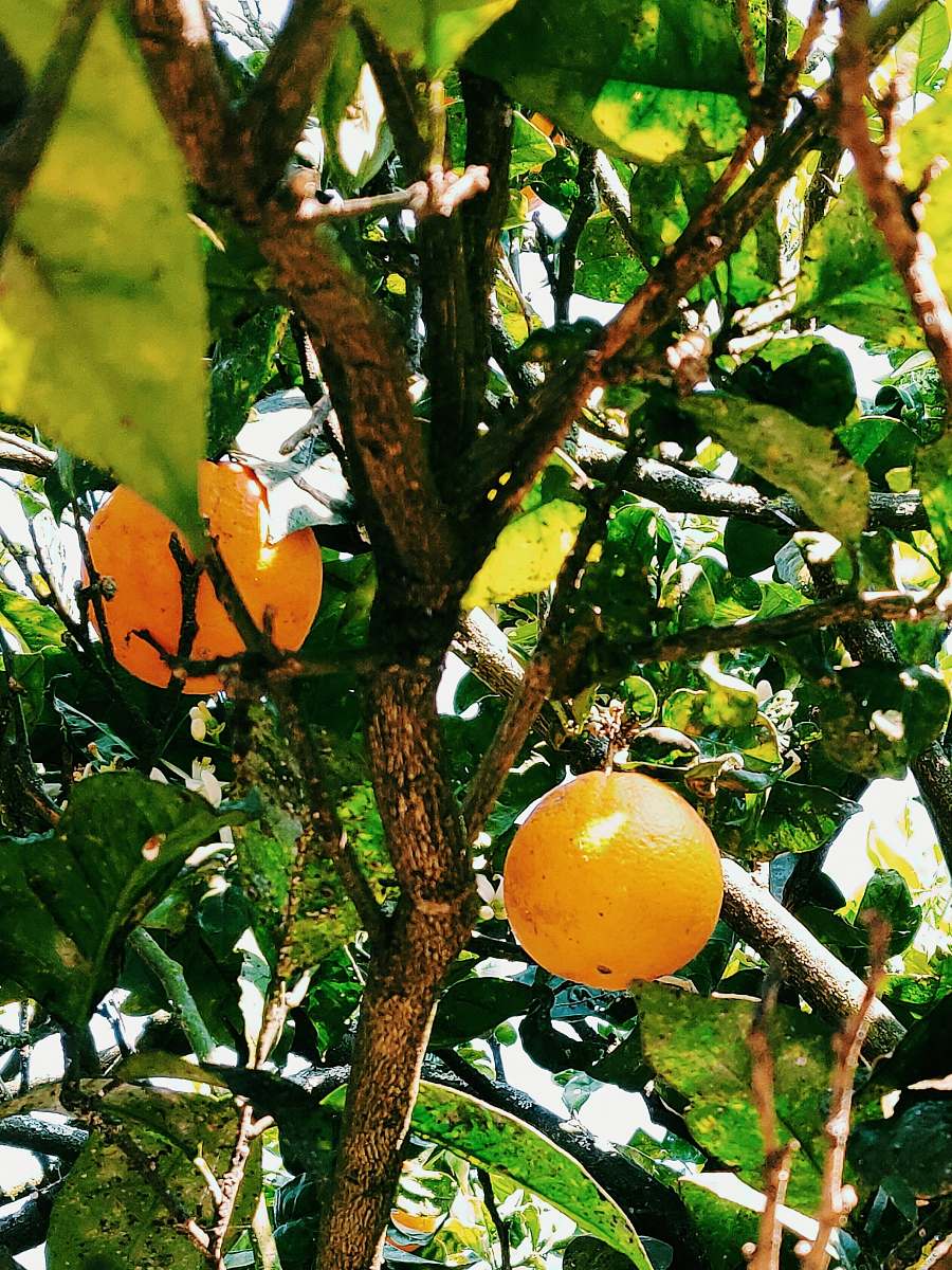 fruit orange fruit tree during daytime citrus fruit