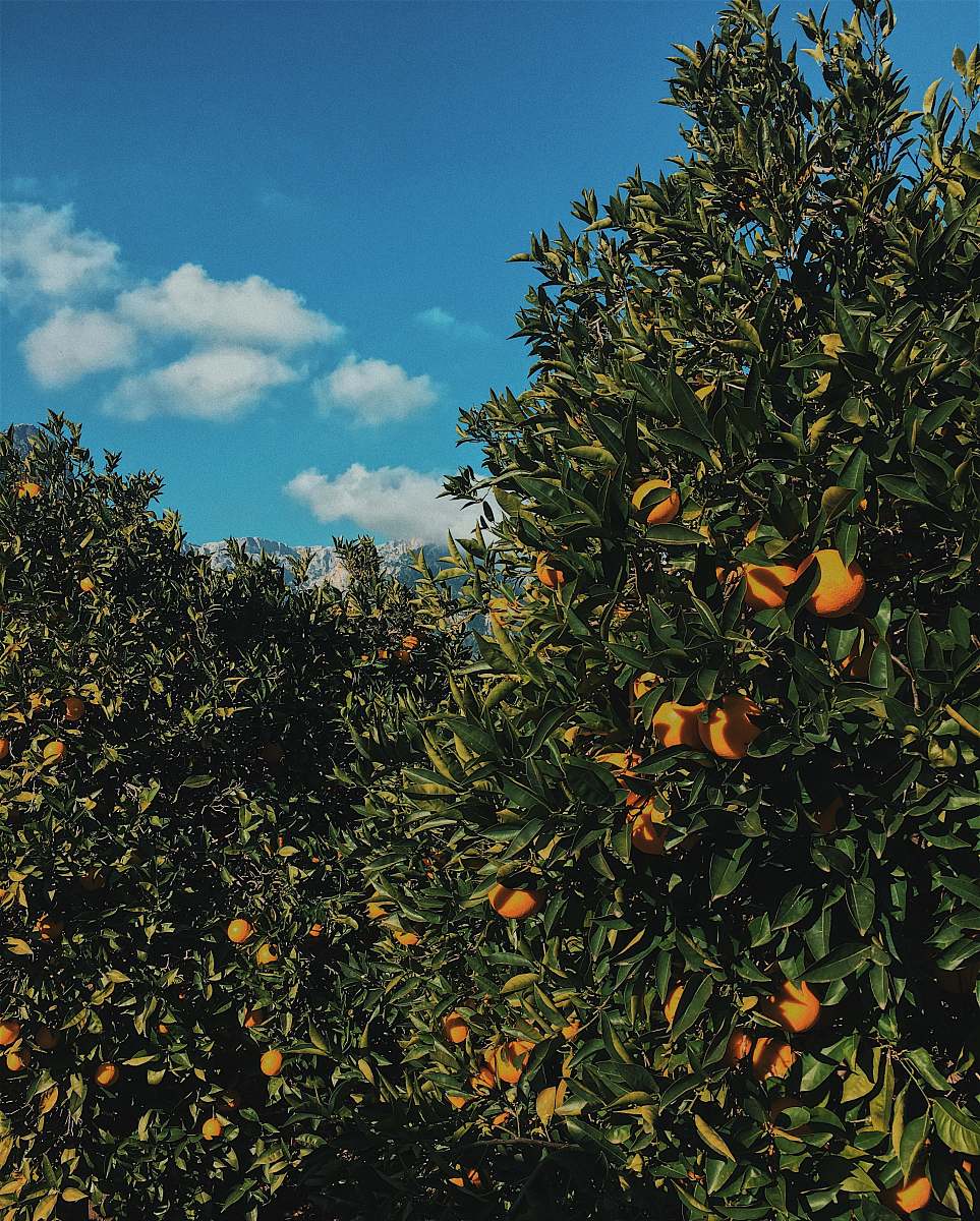 fruit orange fruit tree citrus fruit