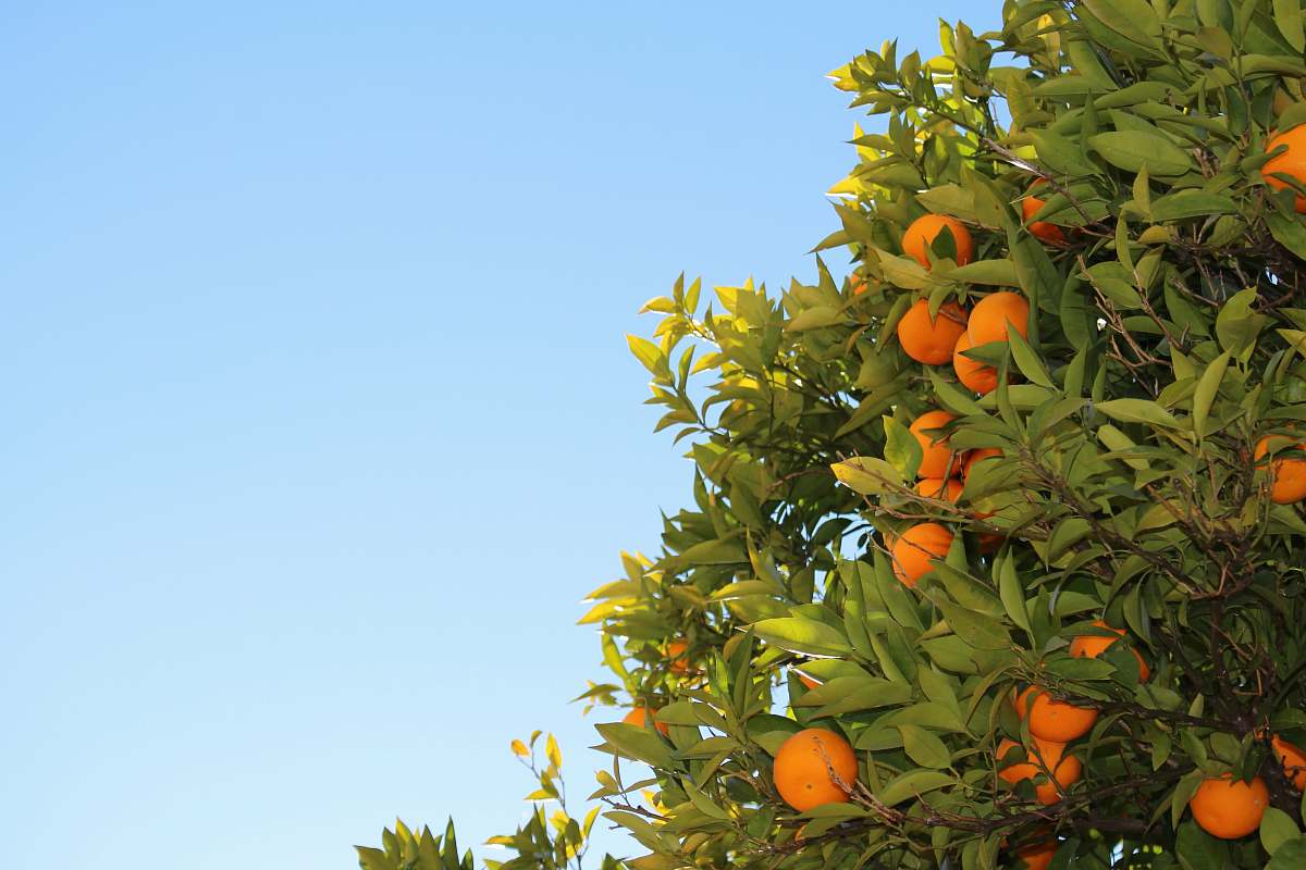 fruit orange fruits in tree orange