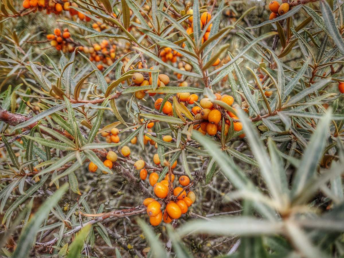plant orange fruits produce