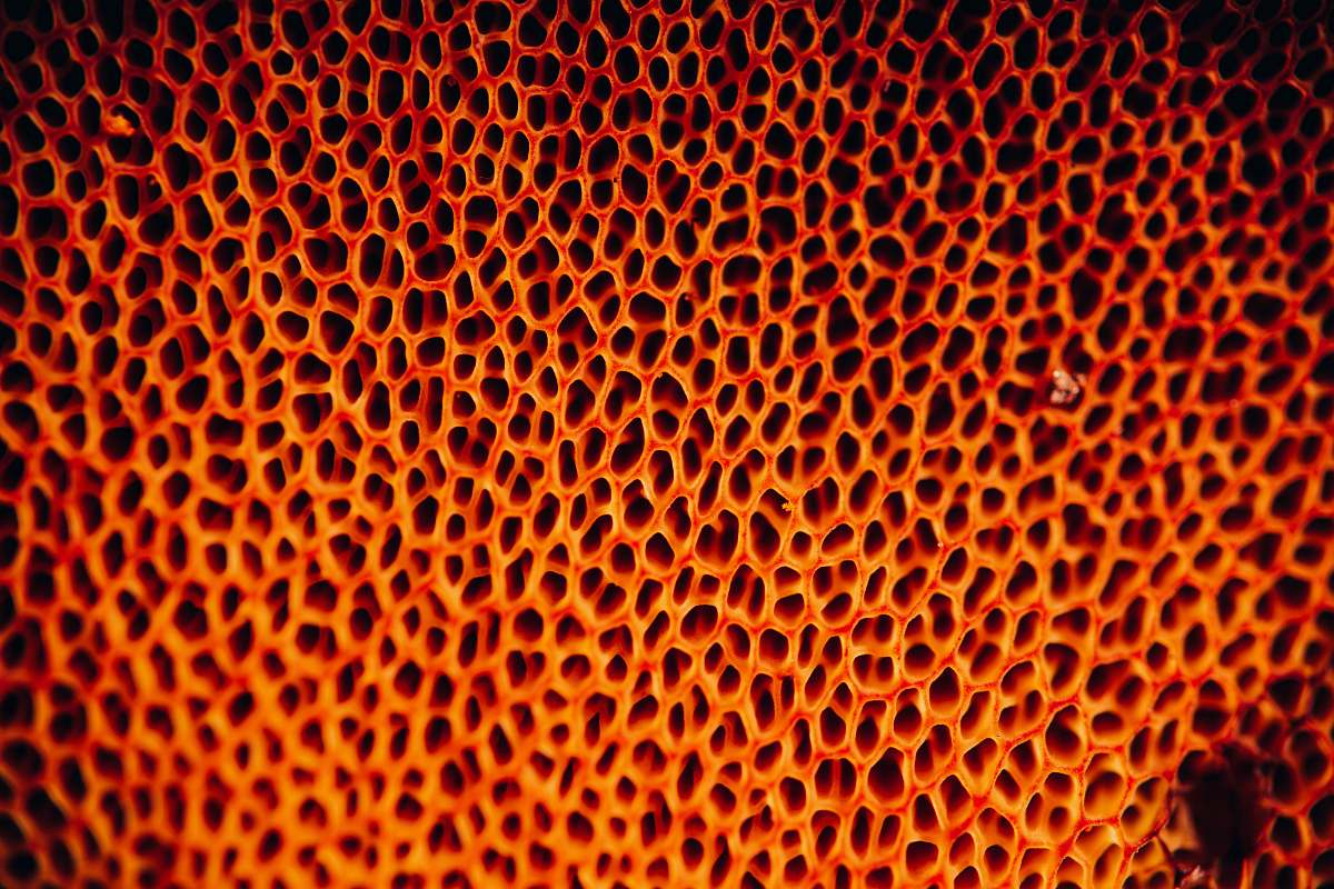 Honey Orange Honeycomb Honeycomb Image Free Photo