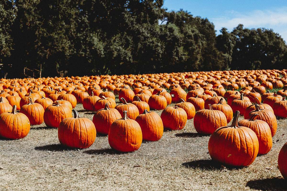plant orange pumpkin lot on ground pumpkin