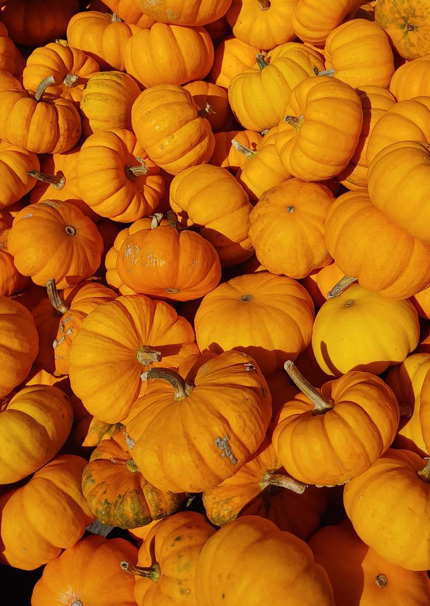 plant orange pumpkin lot pumpkin