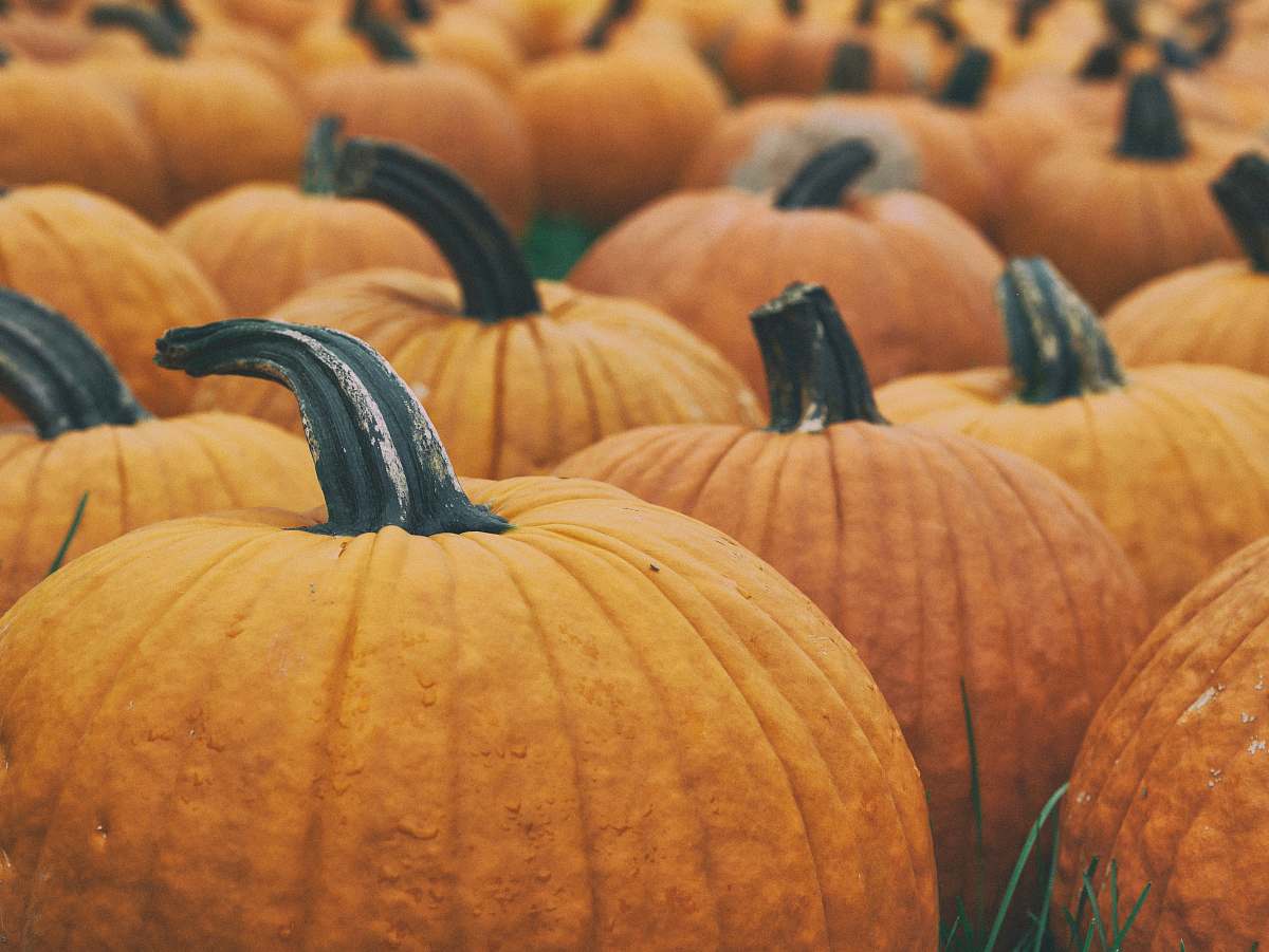 pumpkin orange pumpkin lot halloween