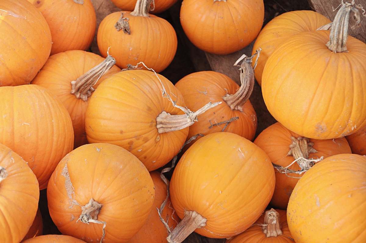 plant orange pumpkins pumpkin