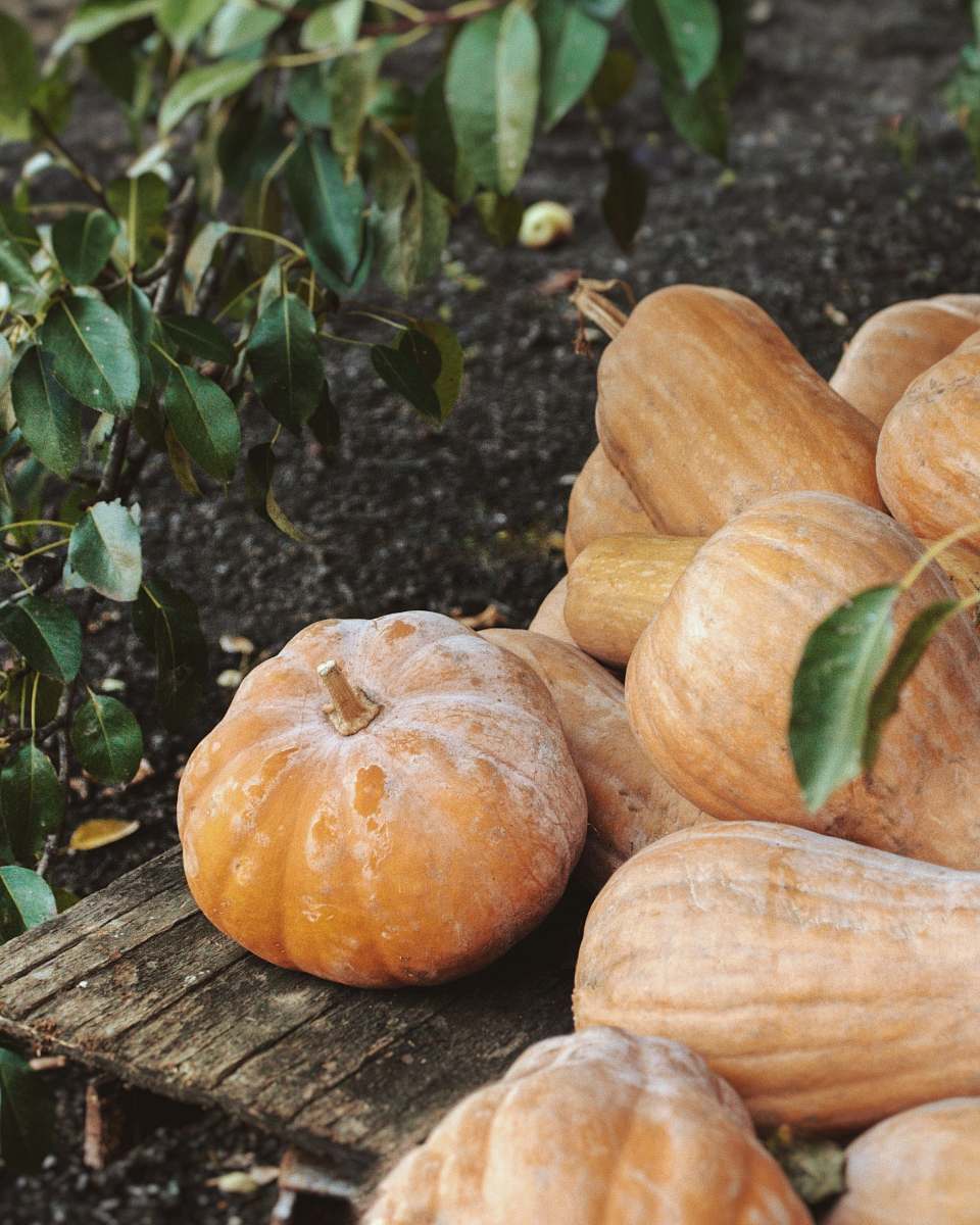 plant orange squash on brown table bread