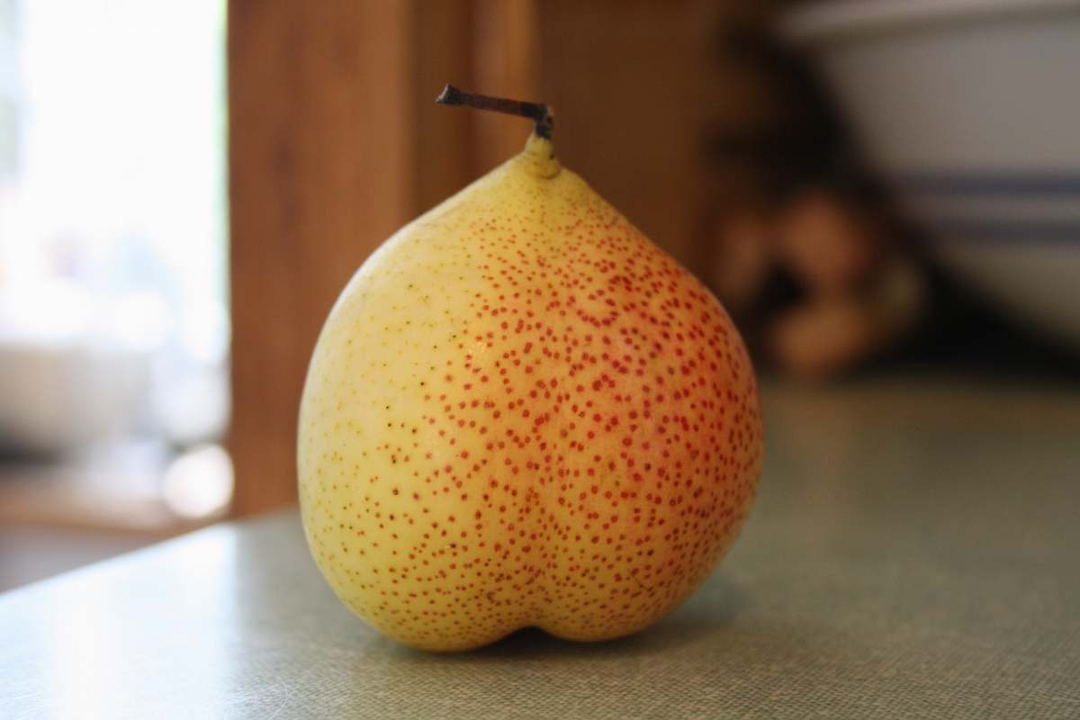 fruit pear fruit on gray panel pear