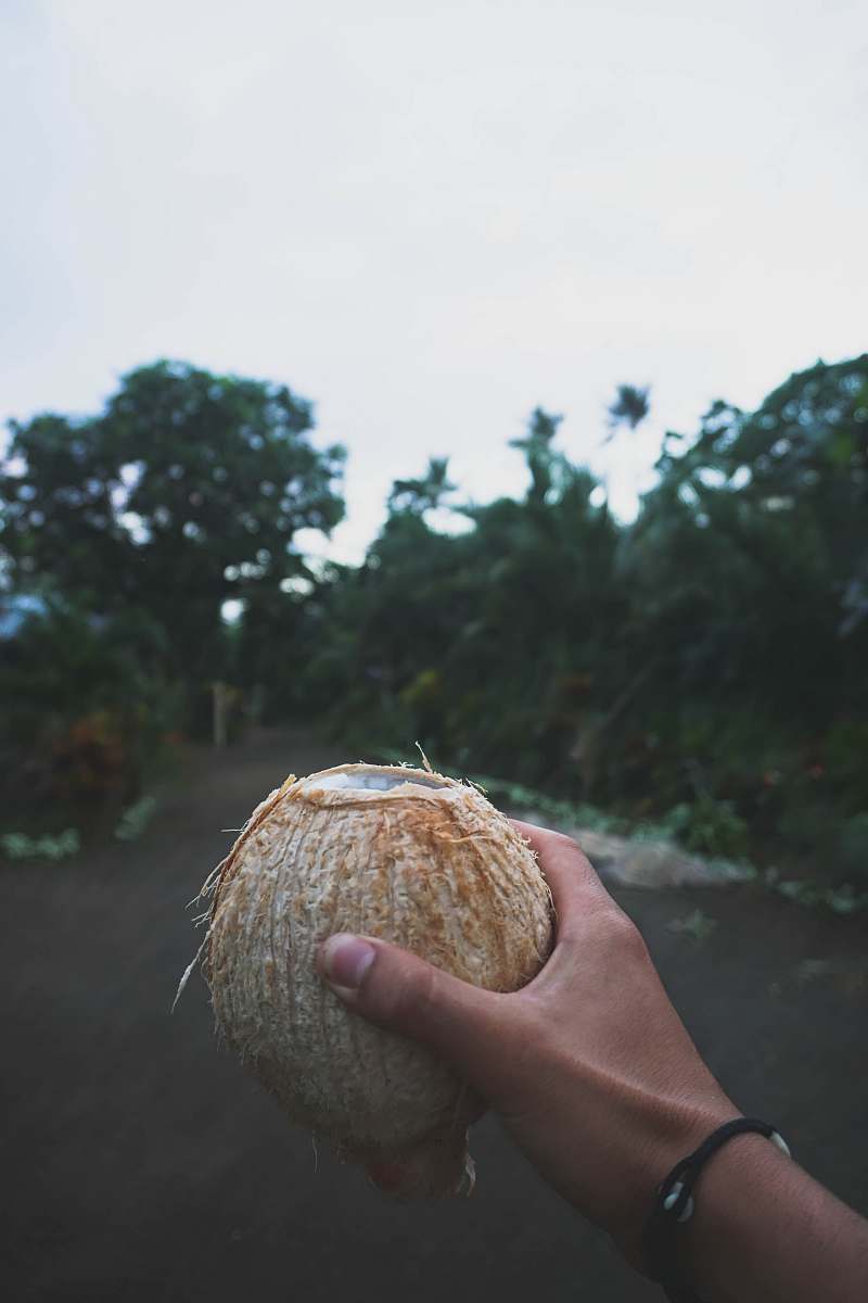 plant person holding coconut husk vegetable