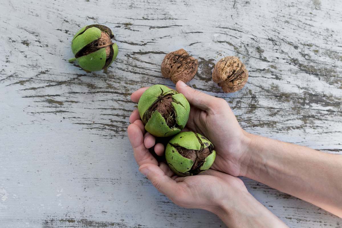 fruit person holding hazelnut seed