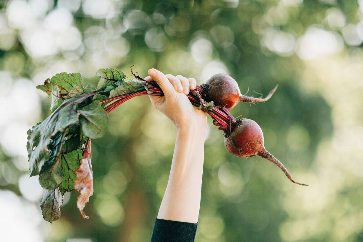 plant person holding two vegetables produce