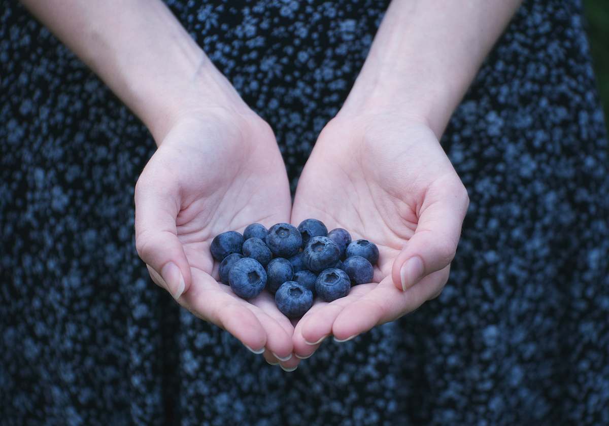 fruit person showing blueberry lot blueberry