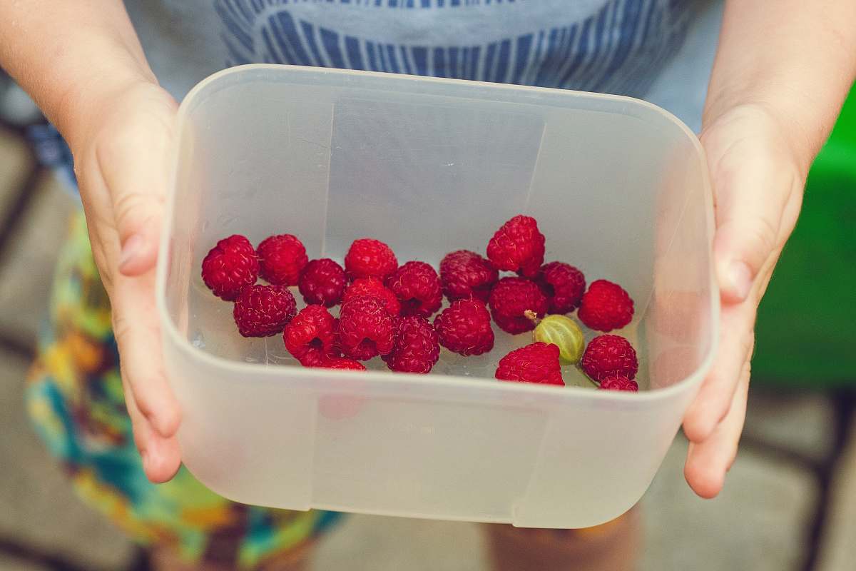 raspberry person showing cherries on clear plastic box fruit