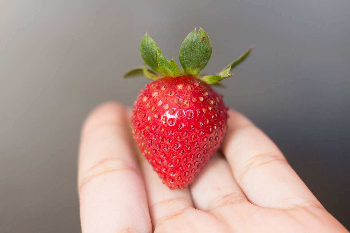 fruit person with red strawberry fruit on hand strawberry