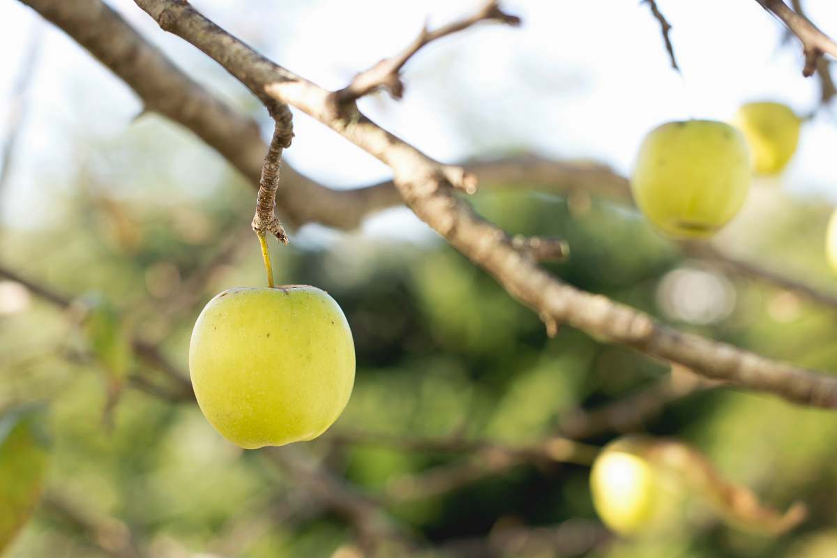 fruit photo of grape fruit apple