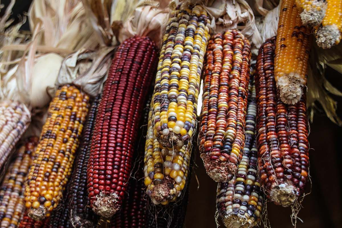 corn photo of peeled corns grain