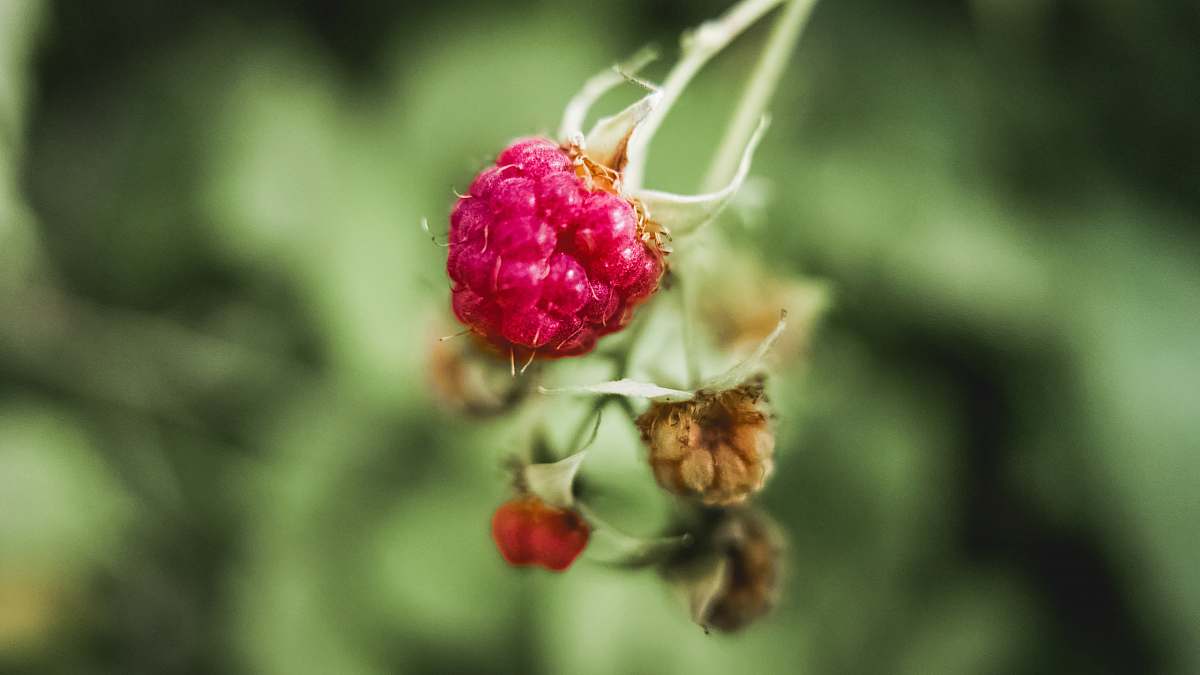 fruit photo of red berry raspberry