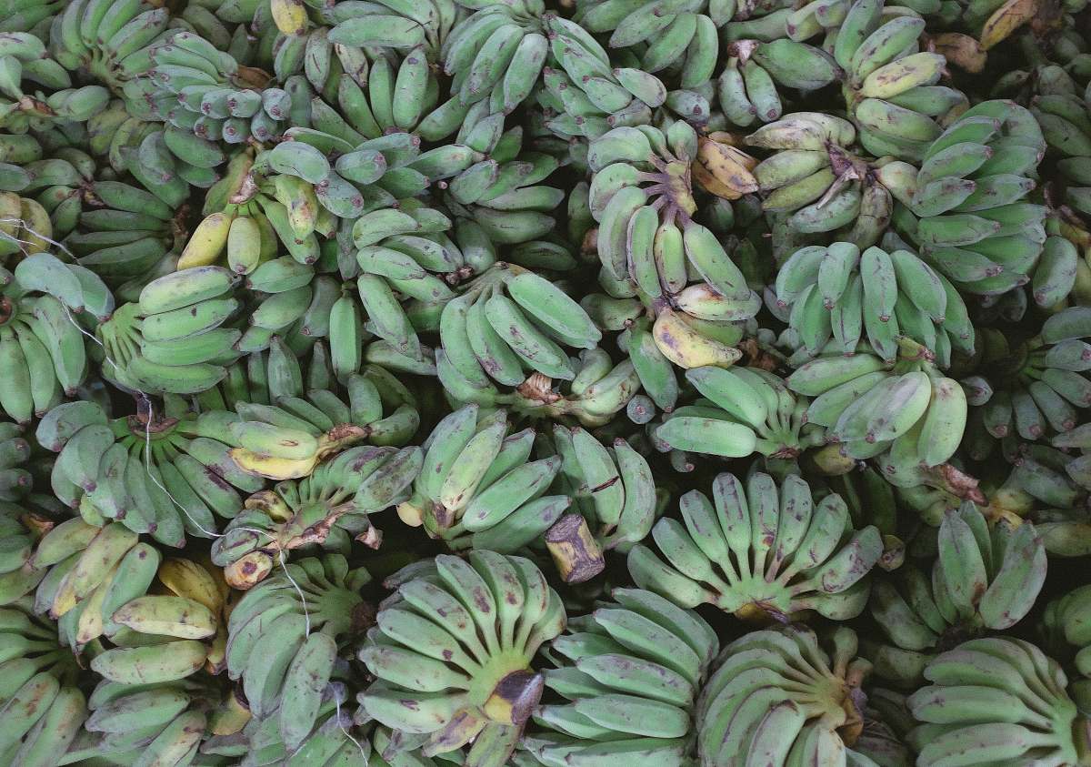 fruit pile of bananas produce