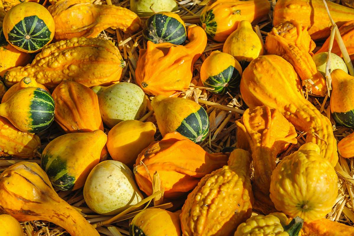 plant pile of gourds gourd