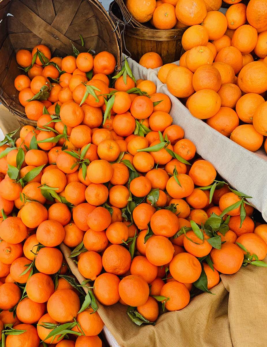 plant pile of orange fruits citrus fruit
