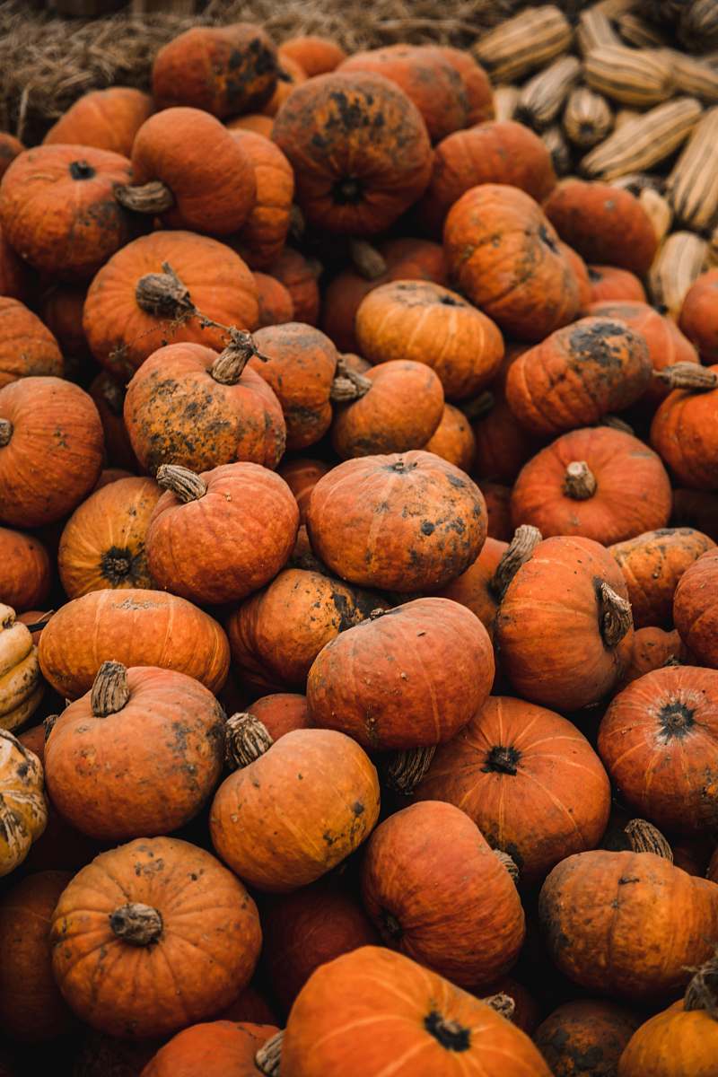 plant pile of pumpkins pumpkin