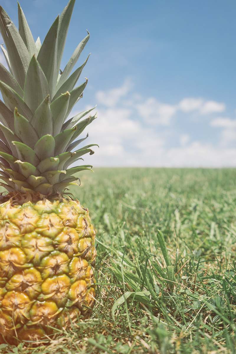 fruit pineapple fruit on grass pineapple