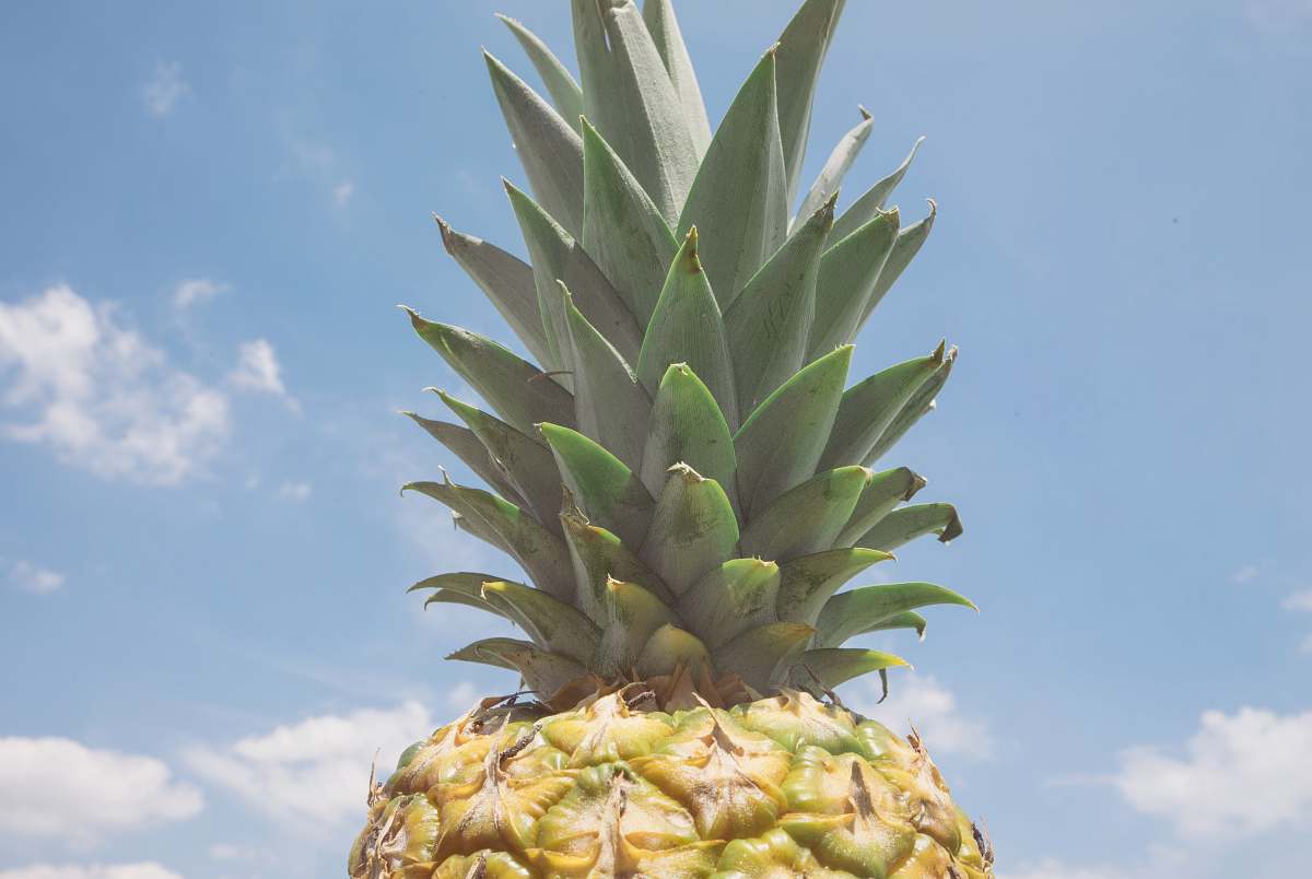 fruit pineapple fruit over blue and cloudy sky pineapple