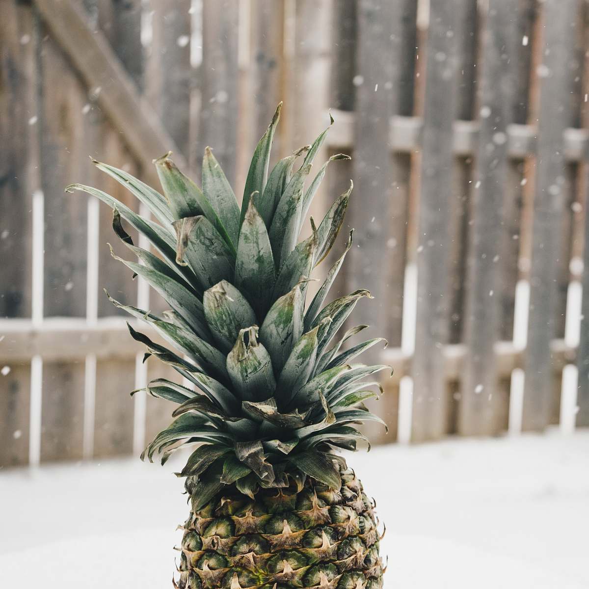 fruit pineapple near at wooden fence during snow pineapple