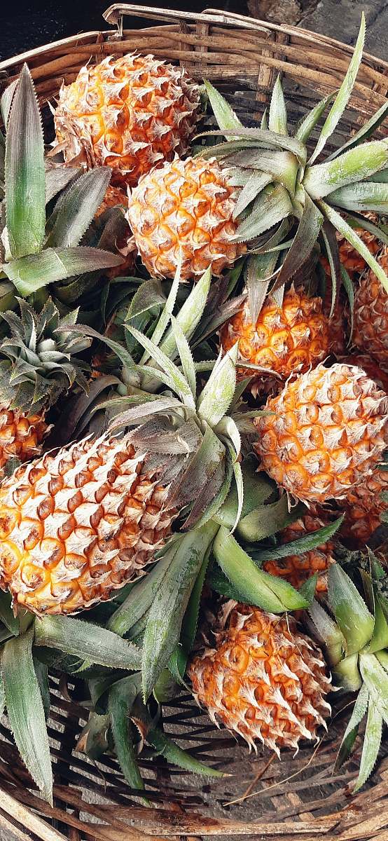 plant pineapples in basket pineapple