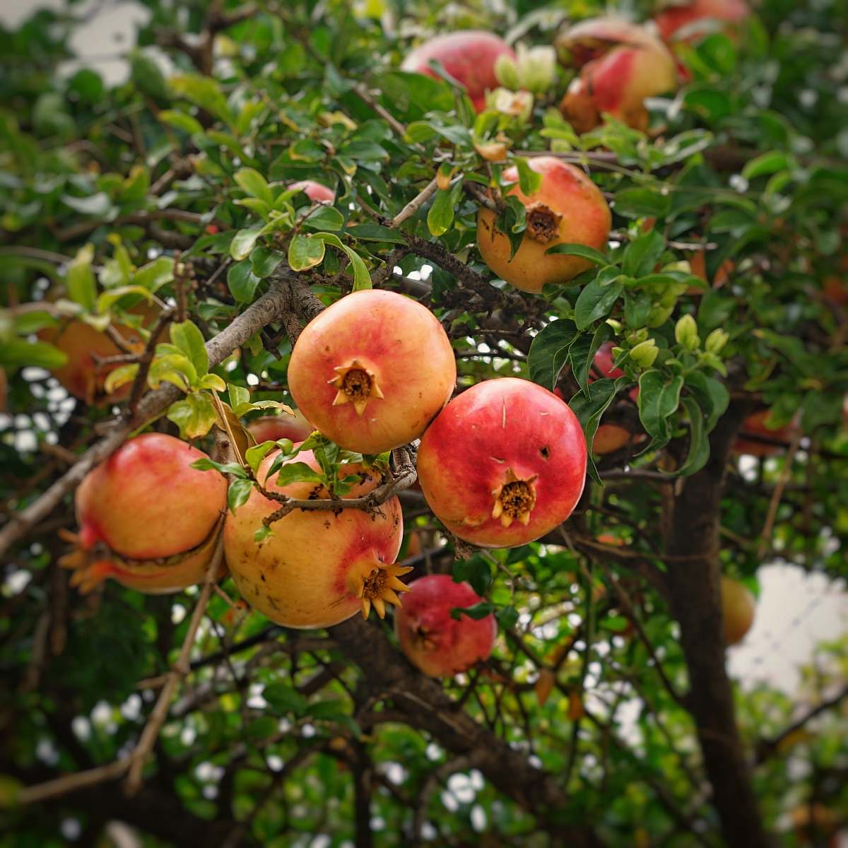 plant pomegranate fruits fruit