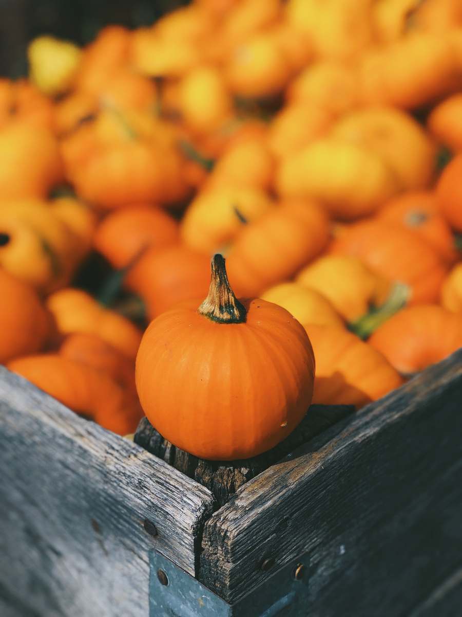 human pumpkin on brown box pumpkin