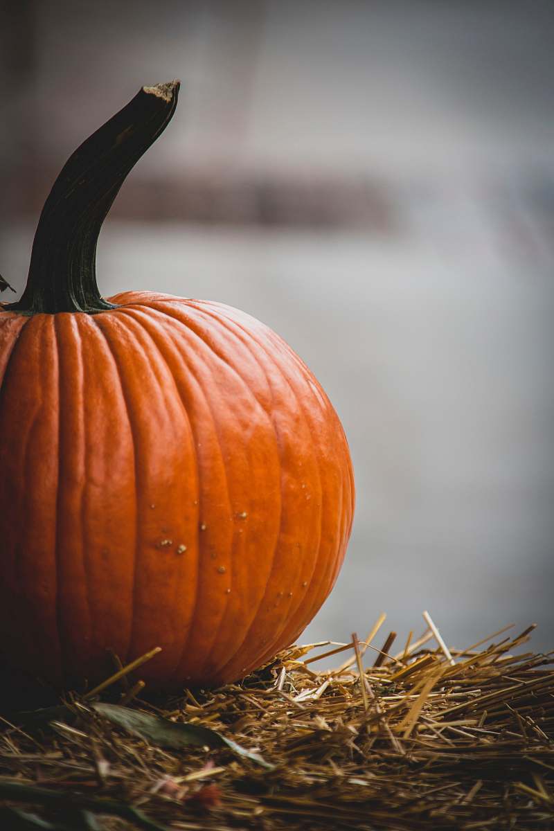 plant pumpkin on hay pumpkin