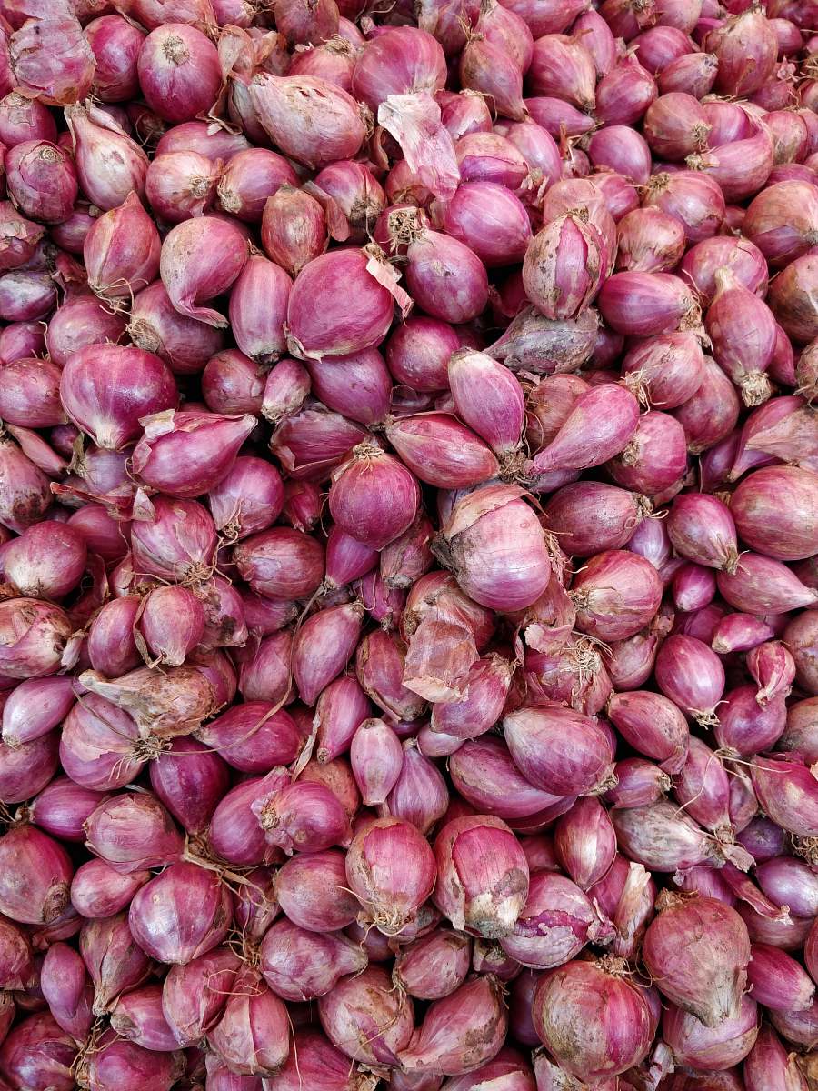 plant purple onions onion