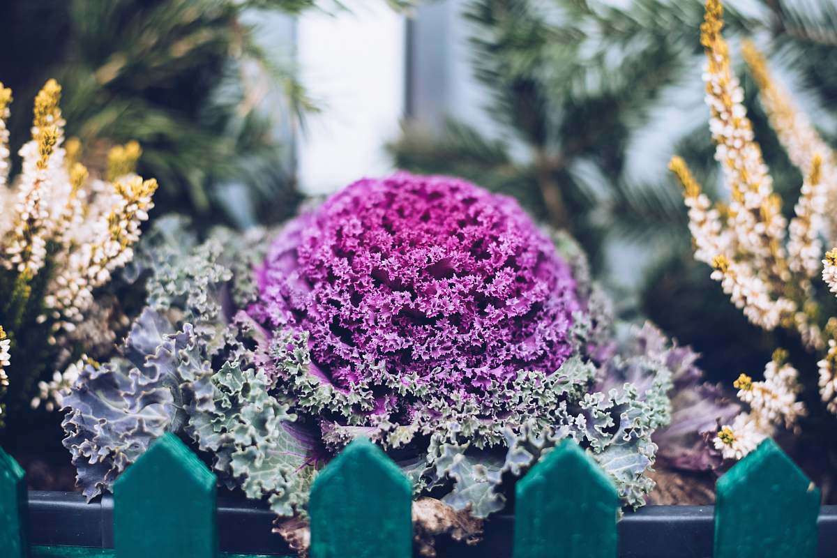 plant purple-petaled flower cabbage