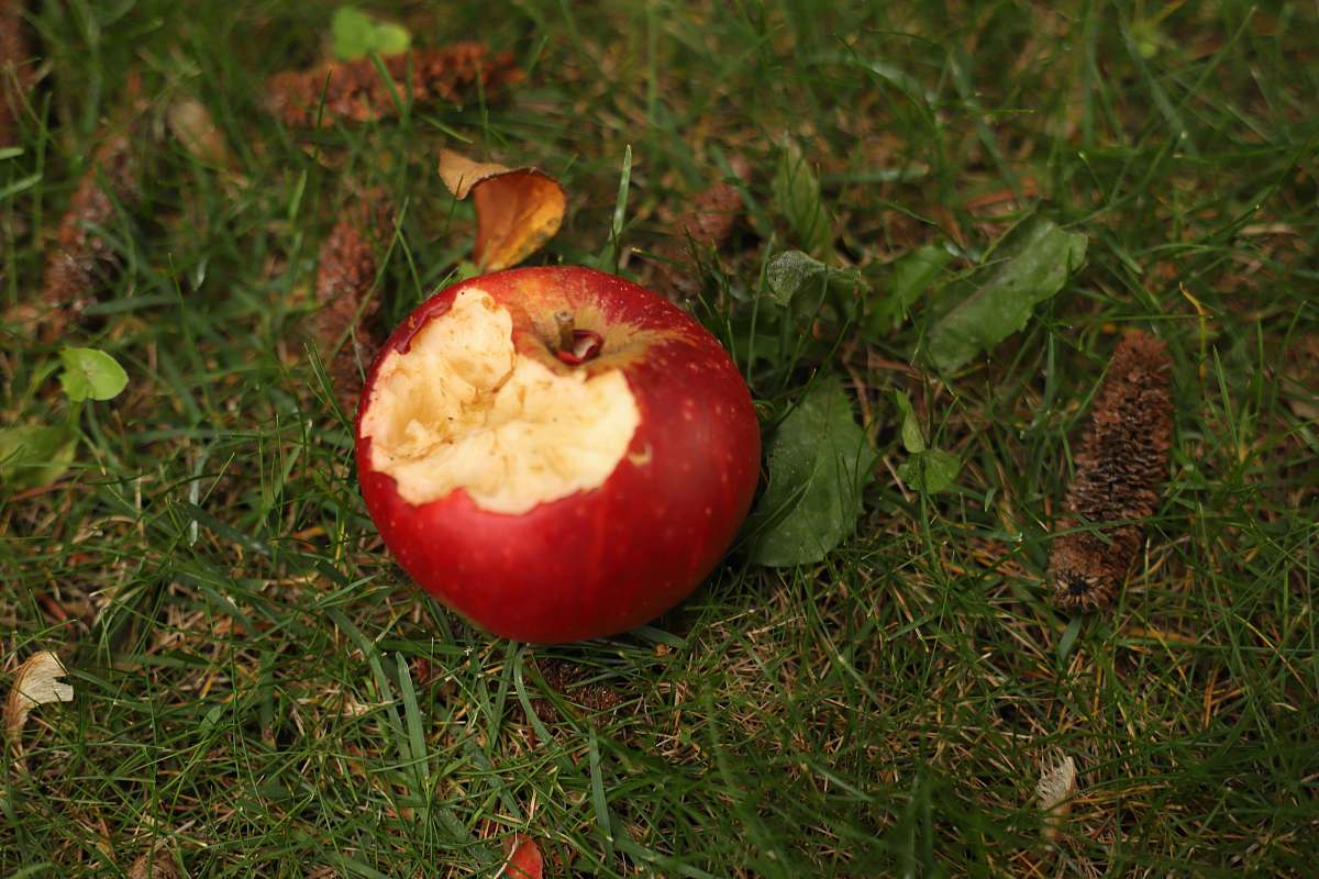 plant red apple fruit on green grass during daytime apple