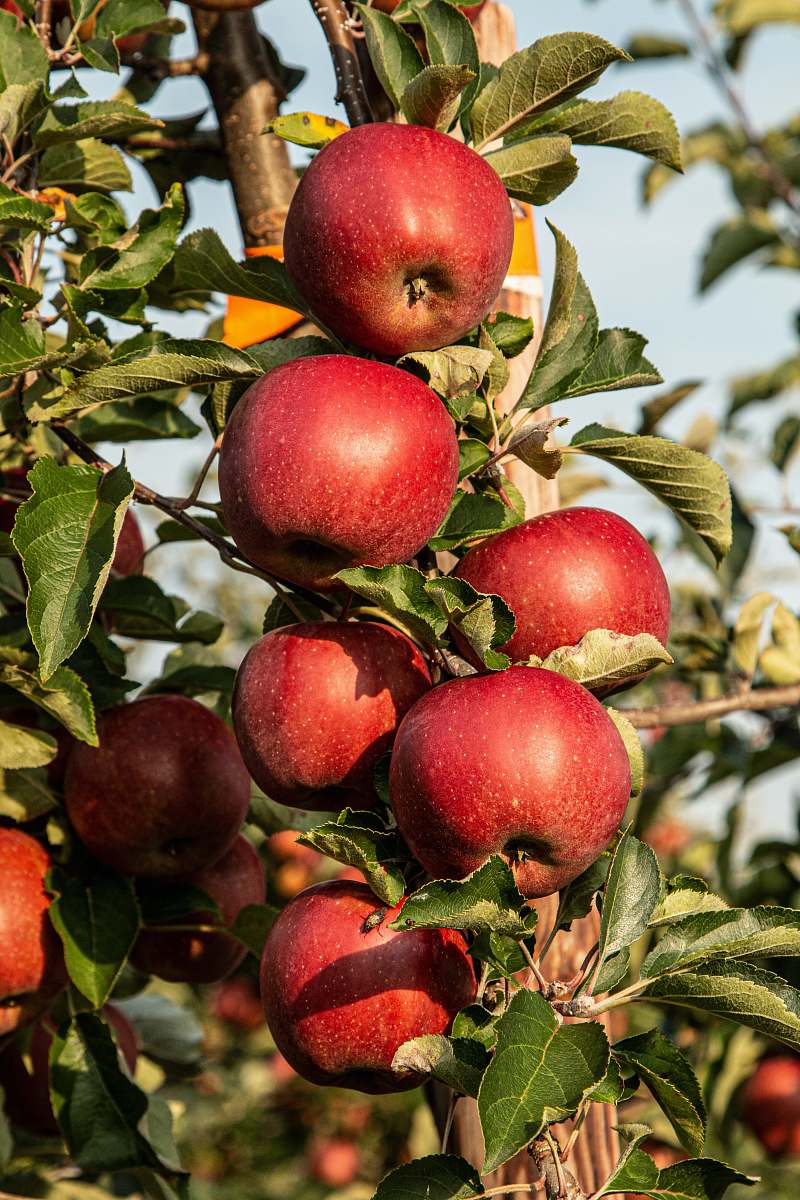 fruit red apple fruit photograph apple