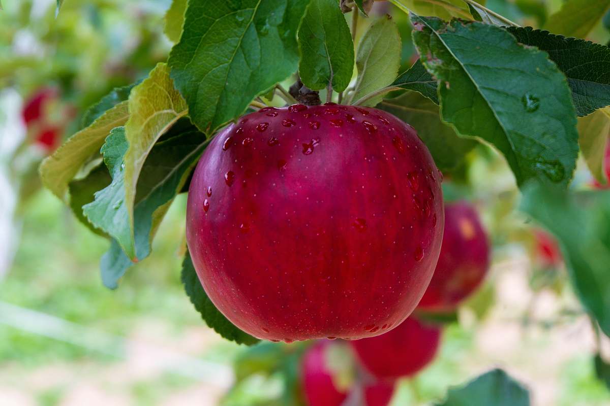 plant red apple apple